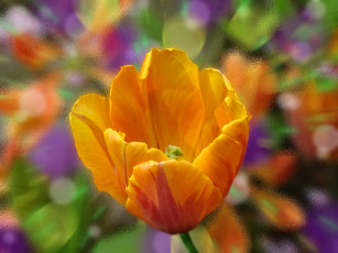 Картинка цветы тюльпаны желтый тюльпан
