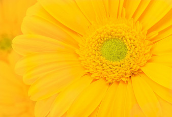 Картинка цветы герберы гербера желтый цветок