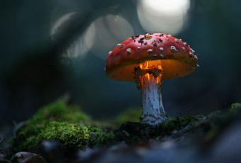 Картинка природа грибы +мухомор макро волшебно зелень гриб мухомор трава
