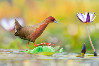 Картинка животные птицы фон цветы взгляд окрас птица