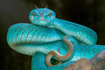 Картинка животные змеи +питоны +кобры гадюка глаза язык змея