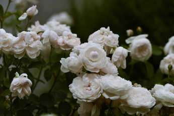 Картинка цветы розы широкоформатные природа макро