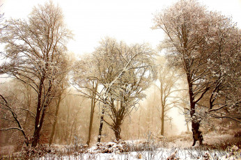 Картинка природа зима деревья