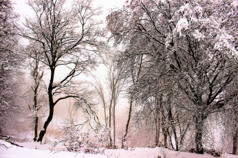 Картинка природа зима деревья