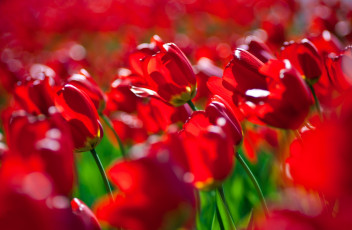 Картинка цветы тюльпаны поле красные