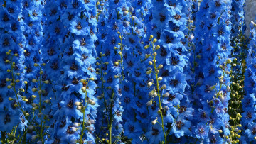 Картинка цветы дельфиниум голубой цветок