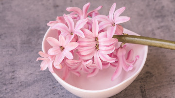 Картинка цветы гиацинты макро нежно чашка композиция веточка пиала лепестки розовые