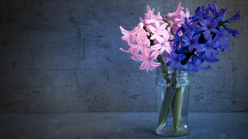 обоя цветы, гиацинты, стекло, синие, фон, букет, натюрморт, композиция, банка, розовые