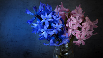Картинка цветы глициния фон свет синие банка букет композиция натюрморт гиацинты розовые темный