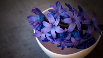 Картинка цветы глициния пиала темный синие макро чашка фон композиция натюрморт лепестки гиацинты