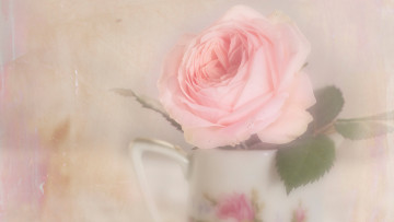 Картинка цветы розы размыто листья дымка кувшин фон светлый роза цветок пастельные тона бутон растворение арт художественная обработка нежно
