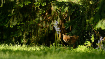 Картинка животные лисы природа лисёнок боке солнечно мордочка зелень парк лисенок лужайка трава лиса лес малыш фон выглядывает
