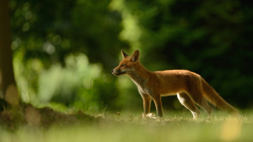 Картинка животные лисы трава хитрая поляна боке зелень лиса ветки лес размытый рыжая природа фон
