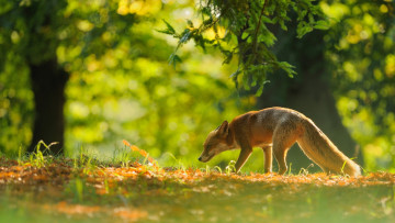 Картинка животные лисы ветки лиса осень лес солнечно рыжая фон деревья фауна боке листва