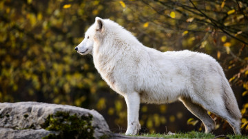 Картинка животные волки +койоты +шакалы осень арктический листья полярный ветки камень волк профиль белый природа