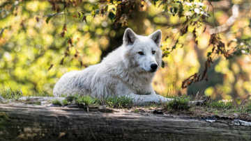 Картинка животные волки +койоты +шакалы природа боке листья арктический волк бревно лежит морда профиль белый полярный ветки осень