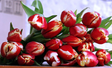 Картинка цветы тюльпаны красные букет