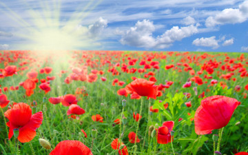 Картинка цветы маки красные лето лучи солнца поле облака небо