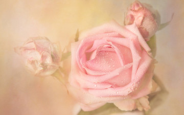 Картинка цветы розы дымка роса бутоны капли бутон растворение нежно фон светлый пастельные тона художественная обработка роза