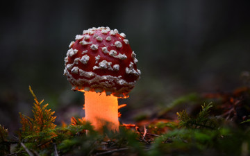 обоя природа, грибы,  мухомор, осень, лес, макро, гриб, мухомор, свет