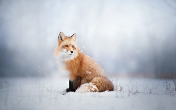 Картинка животные лисы природа широкоформатные снег размытые зима