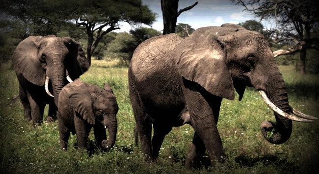 Обои картинки фото животные, слоны, слон