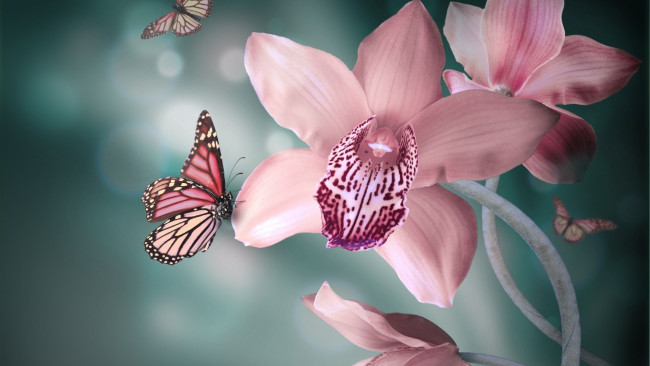 Обои картинки фото орхидея розовая, цветы, орхидеи, орхидея