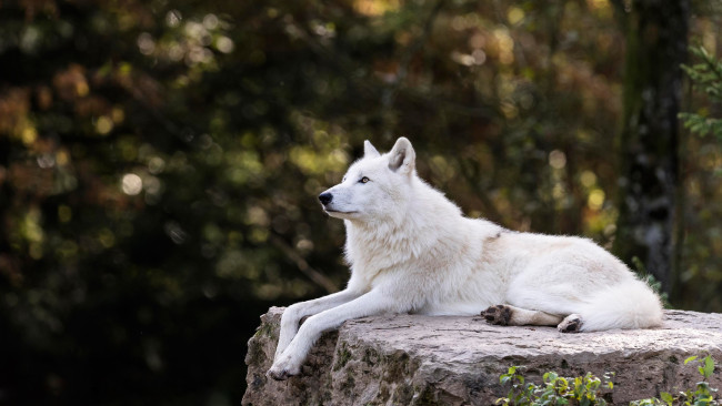 Обои картинки фото животные, волки,  койоты,  шакалы, темный, фон, камень, ветки, профиль, природа, лежит, боке, волк, зоопарк, арктический, полярный, деревья, белый
