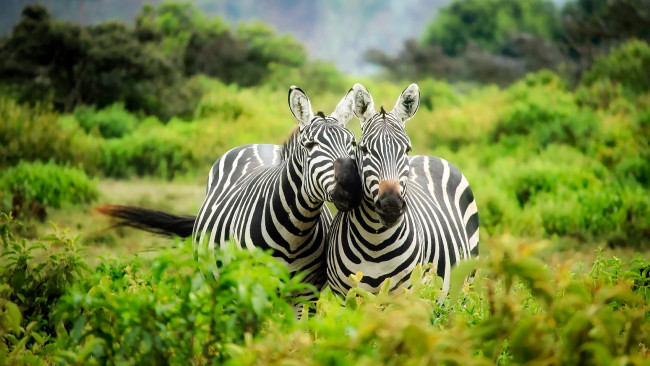 Обои картинки фото животные, зебры, африка, парнокопытные, кусты, пара, две, кения, зелень, растительность, дикая, природа