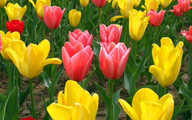 Обои картинки фото цветы, тюльпаны, красные, желтые, поле
