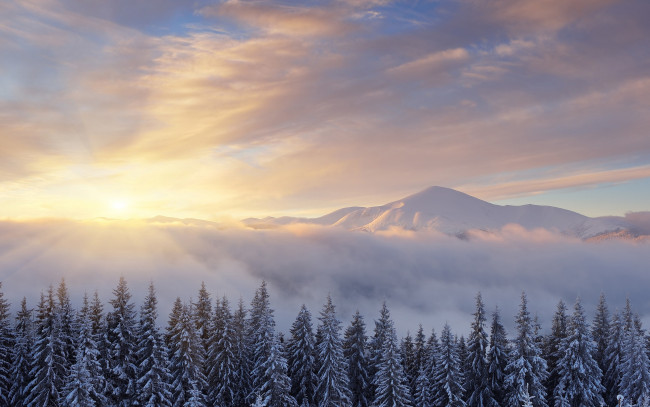 Обои картинки фото природа, зима, лучи, снег, пейзаж, солнце, горы, лес, туман, ели, вершины, ёлки, вид, облака