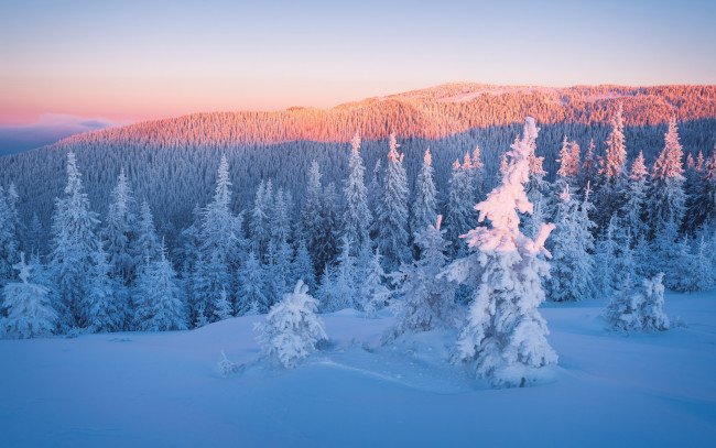 Обои картинки фото природа, зима, тени, ели, холмы, сказочно, закат, ветки, ёлки, облака, красота, сугробы, лес, свет, снег, красиво, рассвет, небо, пейзаж, верхушки, горы, освещение