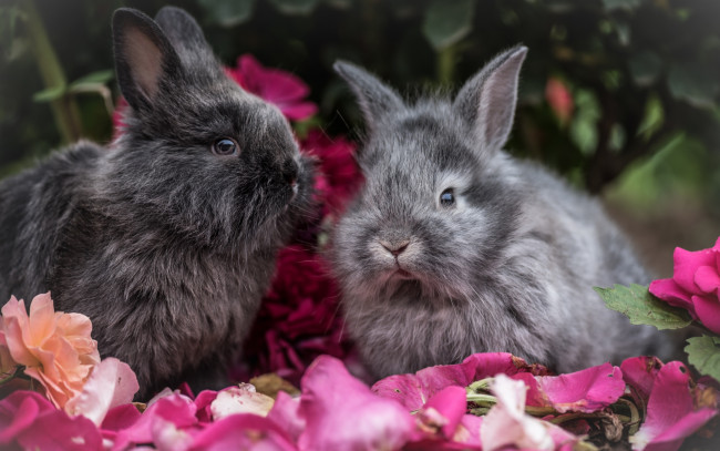 Обои картинки фото животные, кролики,  зайцы, цветы, размытые