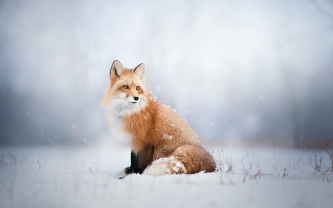 Обои картинки фото животные, лисы, природа, широкоформатные, снег, размытые, зима