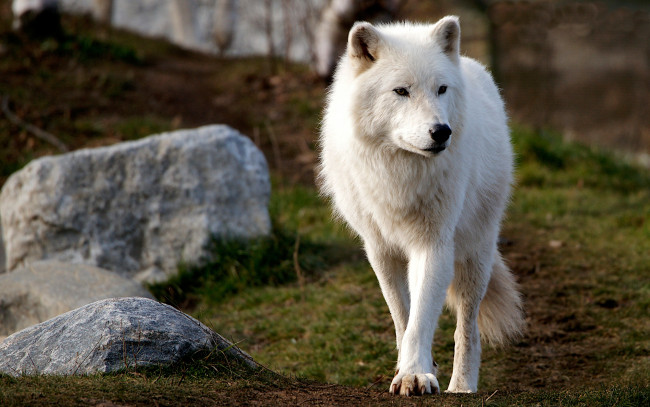 Обои картинки фото животные, волки,  койоты,  шакалы, арктический, взгляд, полярный, фон, камни, волк, морда, стоит, холм, природа, белый