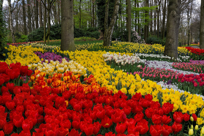 Обои картинки фото цветы, разные вместе, парк, нарциссы, тюльпаны