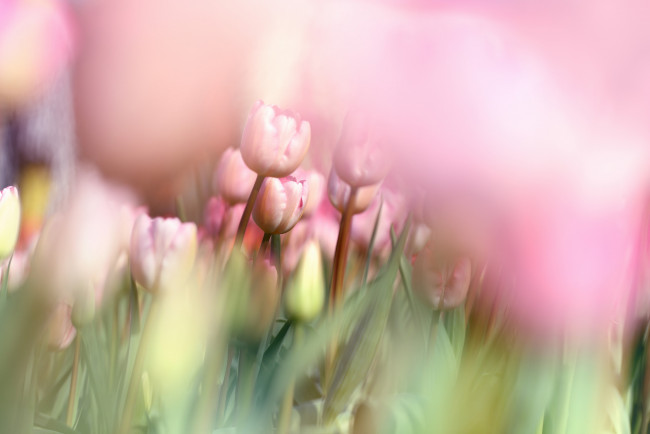 Обои картинки фото цветы, тюльпаны, цветок, цветение, листок, цвет, тюльпан