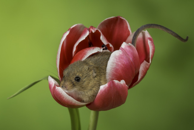 Обои картинки фото животные, крысы,  мыши, фон, тюльпан, мышь, цветок