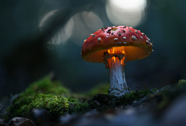 Обои картинки фото природа, грибы,  мухомор, макро, волшебно, зелень, гриб, мухомор, трава