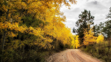 Картинка природа дороги дорога осень лес