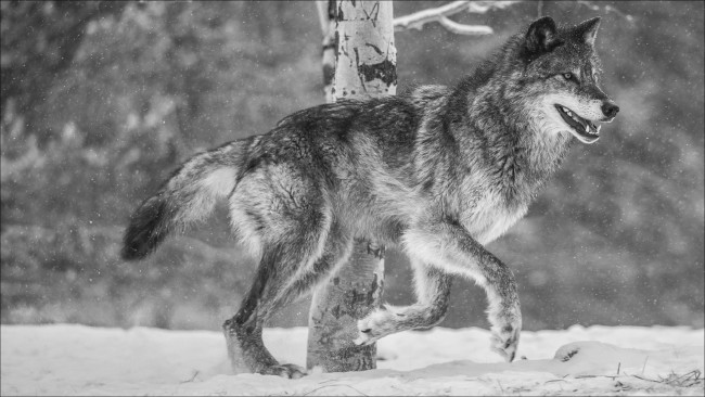 Обои картинки фото животные, волки,  койоты,  шакалы, волк