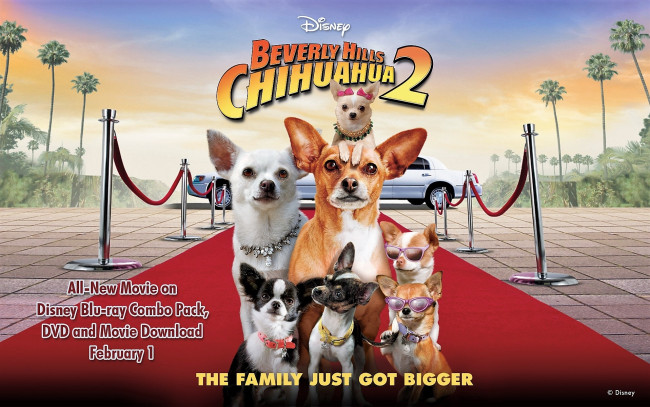 Обои картинки фото кино фильмы, beverly hills chihuahua 2, собаки, лимузин, дорожка