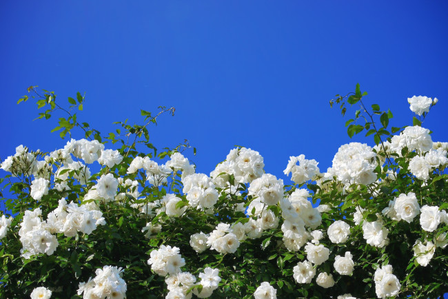 Обои картинки фото цветы, розы, розовый, куст, белые