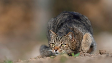 Картинка животные коты кот кошка