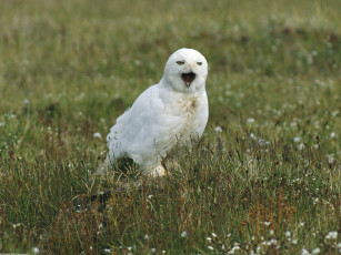 Картинка male snowy owl alaska животные совы