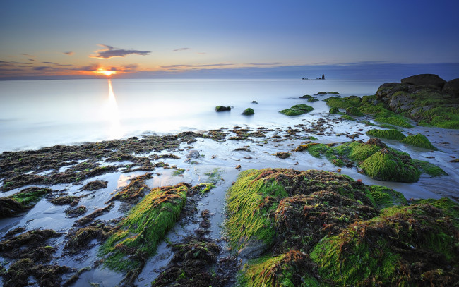 Обои картинки фото природа, побережье, море, закат, камни, водоросли