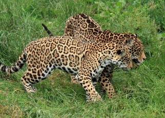 Картинка животные Ягуары пара хищники ягуары