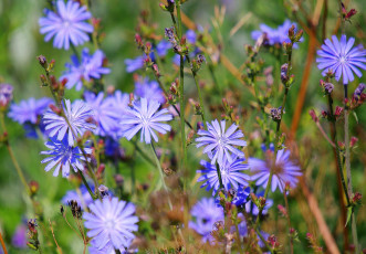 Картинка цветы луговые полевые цикорий голубой
