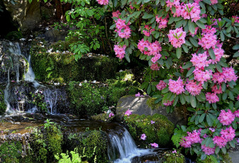 Картинка цветы рододендроны азалии водопад ветки мох камни вода