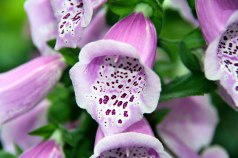 Картинка цветы дигиталис наперстянка макро розовый
